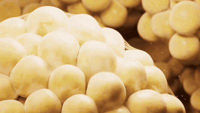 Fat cells at the cellular level